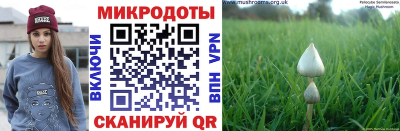 закладки Плавск Псилоцибиновые грибы Magic Shrooms